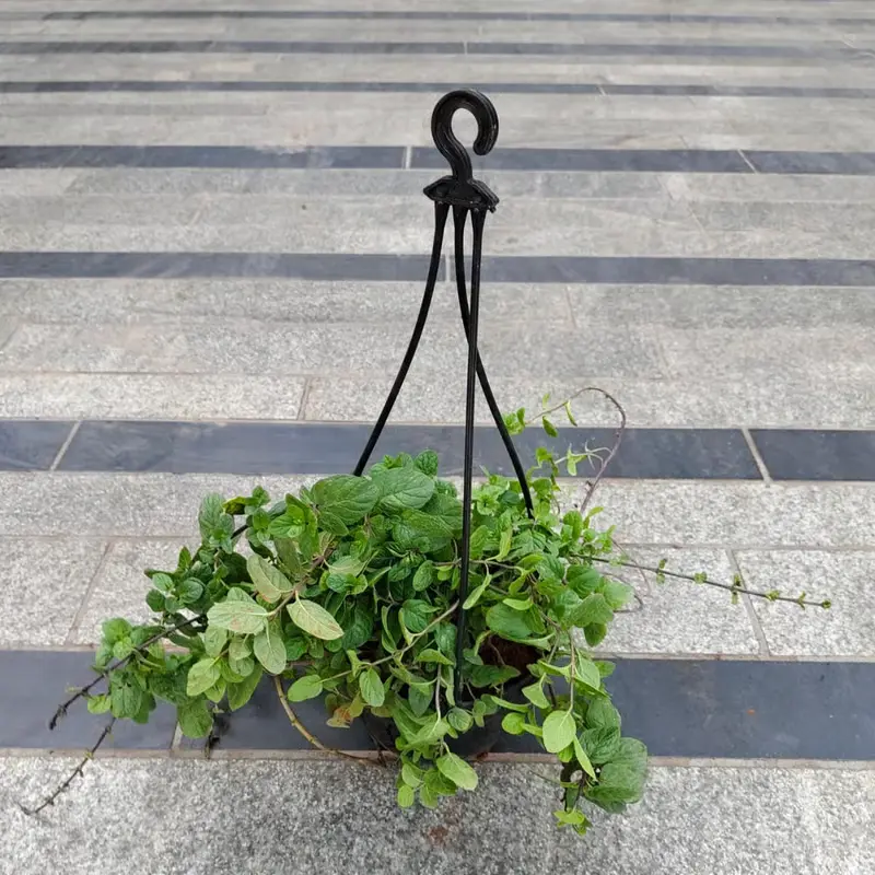 Mint Pudina in 5 Inch Black Hanging Plastic Pot